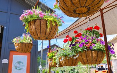 Find Your Next Favorite Plant at Down to Earth Garden Center