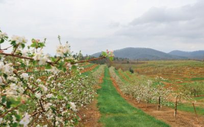 Apple Blossom Tractor Tours Happening This Weekend at R&A Orchards!